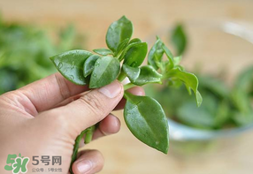 冰菜和穿心蓮是同一種菜嗎？冰菜和穿心蓮是一科嗎？
