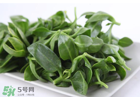 冰菜和穿心蓮是同一種菜嗎？冰菜和穿心蓮是一科嗎？