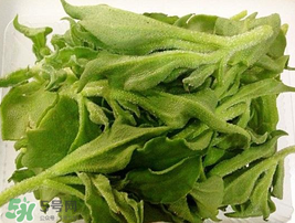 冰菜可以生吃嗎？冰菜能生吃嗎？