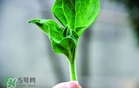冰菜怎么吃？冰菜可以炒著吃嗎？