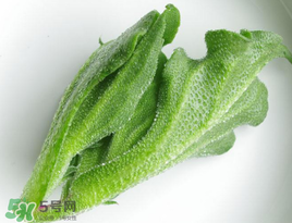 冰菜怎么吃？冰菜可以炒著吃嗎？