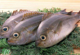 蠶豆和魚能一起吃嗎？蠶豆和魚吃相克嗎？