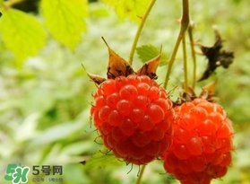 刺泡怎么吃？刺泡使用方法