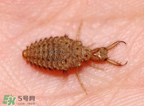 蟻獅價(jià)格多少錢一斤？蟻獅多少錢一克？