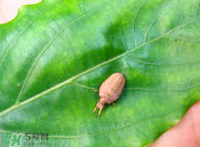 蟻獅價(jià)格多少錢一斤？蟻獅多少錢一克？