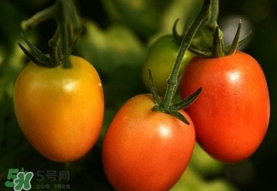 圣女果是小西紅柿嗎？圣女果和西紅柿的區(qū)別