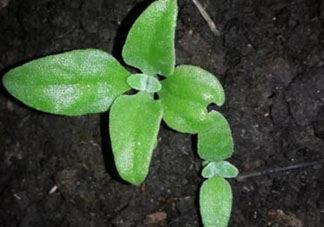 冰菜是什么菜？冰菜和冰草一樣嗎？