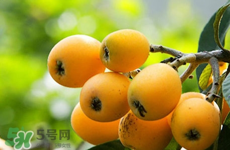 枇杷不能和什么一起吃？枇杷不能跟什么一起吃
