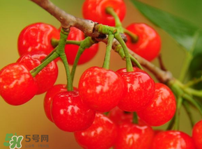櫻桃可以帶上飛機(jī)嗎？坐飛機(jī)可以帶櫻桃嗎？