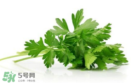 芹菜葉能吃嗎？芹菜葉可以吃嗎