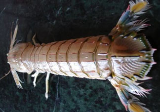 爬蝦蒸還是煮？爬蝦蒸好還是煮好？