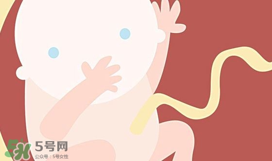 胎兒發(fā)育關(guān)鍵時期是什么時候？胎兒發(fā)育黃金期