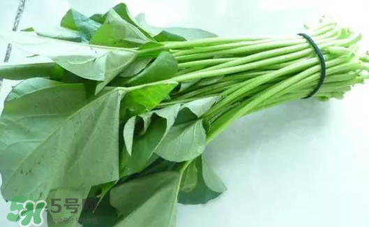 苕尖怎么摘？苕尖怎么擇