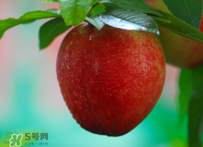 油桃多少錢一斤？油桃多少錢一斤2017？