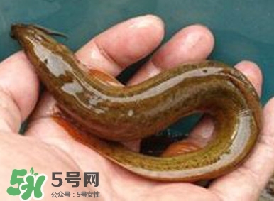 泥鰍如何養(yǎng)？野生泥鰍怎么養(yǎng)