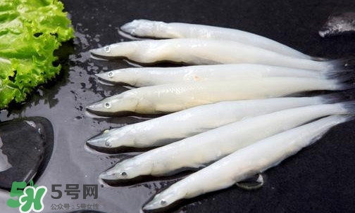 面條魚是什么魚？面條魚是海水魚嗎