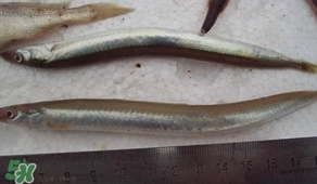青島面條魚是什么魚？青島面條魚叫什么