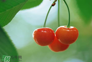 吃櫻桃會(huì)醉嗎？櫻桃吃多了會(huì)醉嗎？