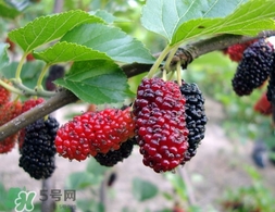 覆盆子是桑葚嗎？覆盆子和桑葚的區(qū)別