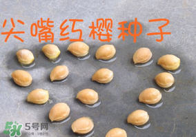 櫻桃籽怎么種小盆栽？櫻桃籽可以種植嗎？