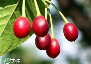 櫻桃籽有毒嗎？櫻桃籽能吃嗎？