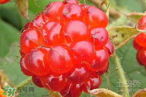 刺泡怎么保存？刺泡保存方法