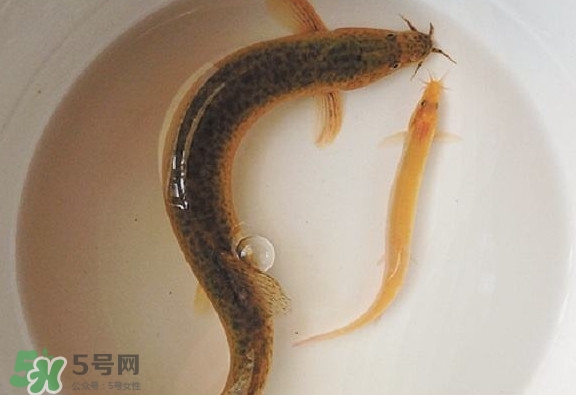 泥鰍吃什么？泥鰍吃什么食物