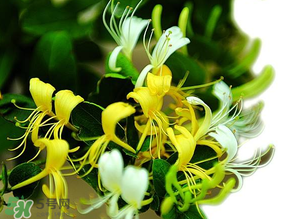 金銀花什么時(shí)候采摘最好？金銀花幾月份采摘？