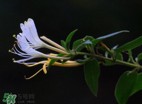 金銀花不能和什么一起吃？金銀花和什么相克？