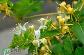 金銀花不能和什么一起吃？金銀花和什么相克？