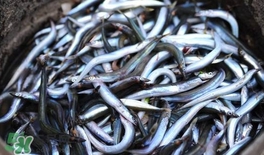 面條魚有什么營養(yǎng)？面條魚營養(yǎng)價(jià)值