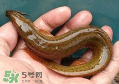 泥鰍死了多久不能吃？泥鰍死了怎么處理
