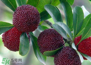 楊梅為什么有蟲子？楊梅有蟲能吃嗎？