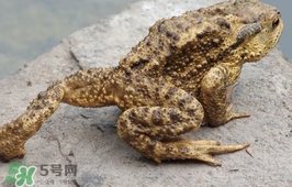 蟾蜍能吃嗎？蟾蜍能不能吃