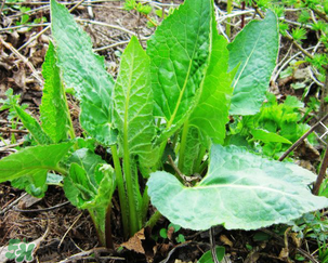 大耳毛野菜怎么吃？大耳毛野菜的做法