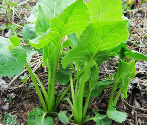 大耳毛野菜怎么吃？大耳毛野菜的做法