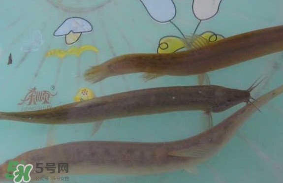 泥鰍有幾種？泥鰍品種大全
