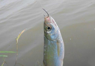 白條魚(yú)怎么釣？如何釣白條魚(yú)技巧