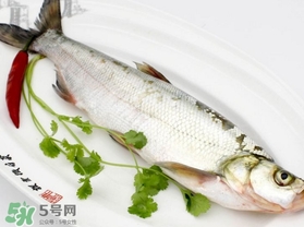 白條魚怎么釣？如何釣白條魚技巧