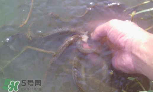 泥鰍有寄生蟲嗎？泥鰍有沒有寄生蟲