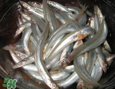 面條魚有什么營養(yǎng)？面條魚營養(yǎng)價(jià)值