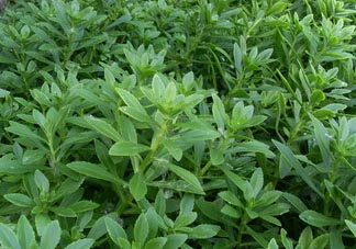救心菜可以泡茶喝嗎？救心菜能泡水喝嗎？