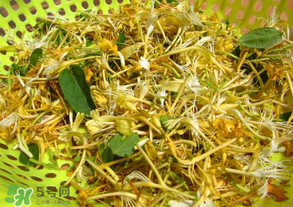 剛摘的金銀花能泡水喝嗎？剛摘的金銀花怎么處理？