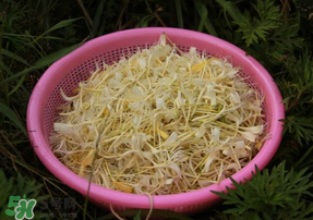 剛摘的金銀花能泡水喝嗎？剛摘的金銀花怎么處理？