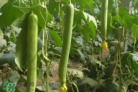 夏天種什么蔬菜？夏天適合種什么蔬菜