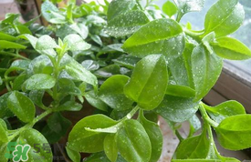 哪些人不可以吃救心菜？什么人不能吃救心菜？