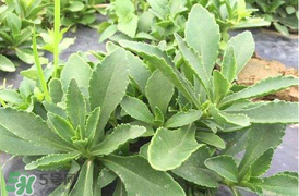 哪些人不可以吃救心菜？什么人不能吃救心菜？