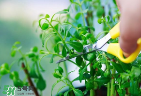救心菜苦不苦？救心菜怎么吃不苦？