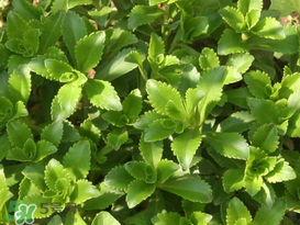 救心菜怎么種植？救心菜什么時(shí)候種？