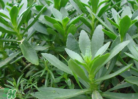 救心菜怎么種植？救心菜什么時(shí)候種？